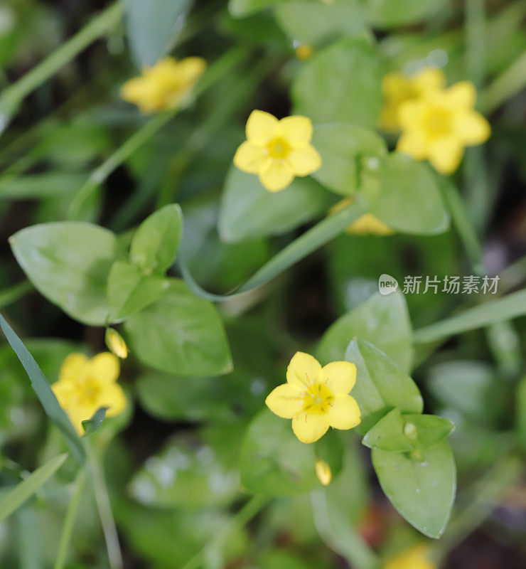 黄花蓼(Lysimachia nemorum)